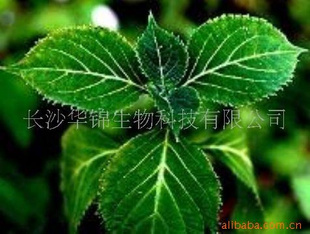 葡萄皮提取物 多酚 原花青素