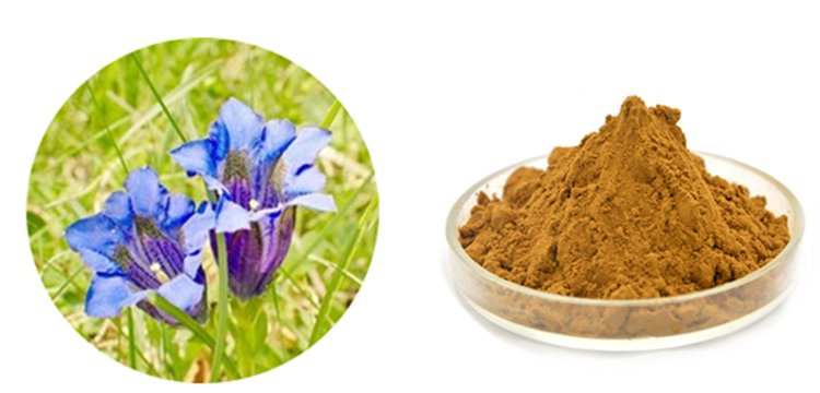 龍膽草提取物 龍膽苦甙 天然植物提取 資質(zhì)全 包郵
